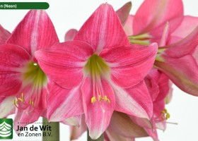 hippeastrum Eon (2)